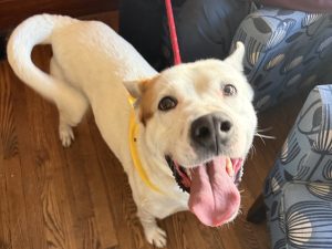 Dog of the Week: Loki