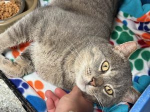 Cat of the Week: Rob Thomas