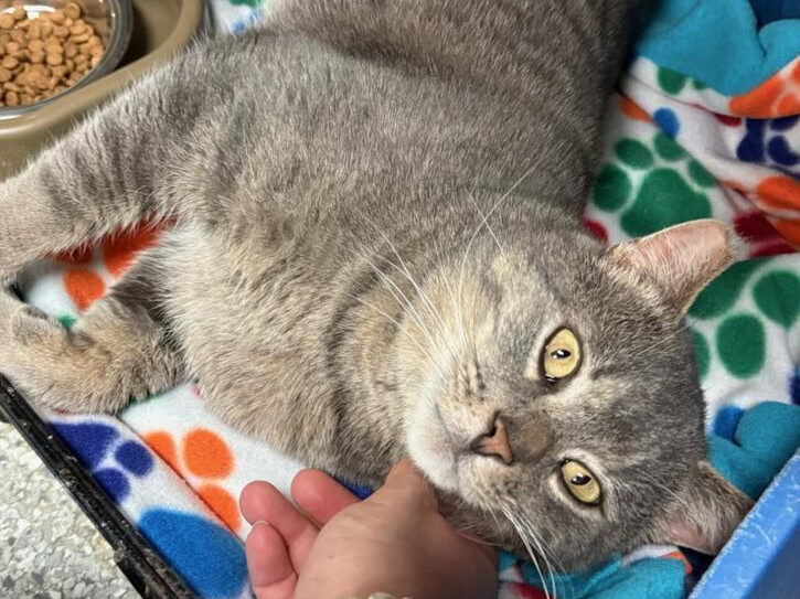 Cat of the Week: Rob Thomas