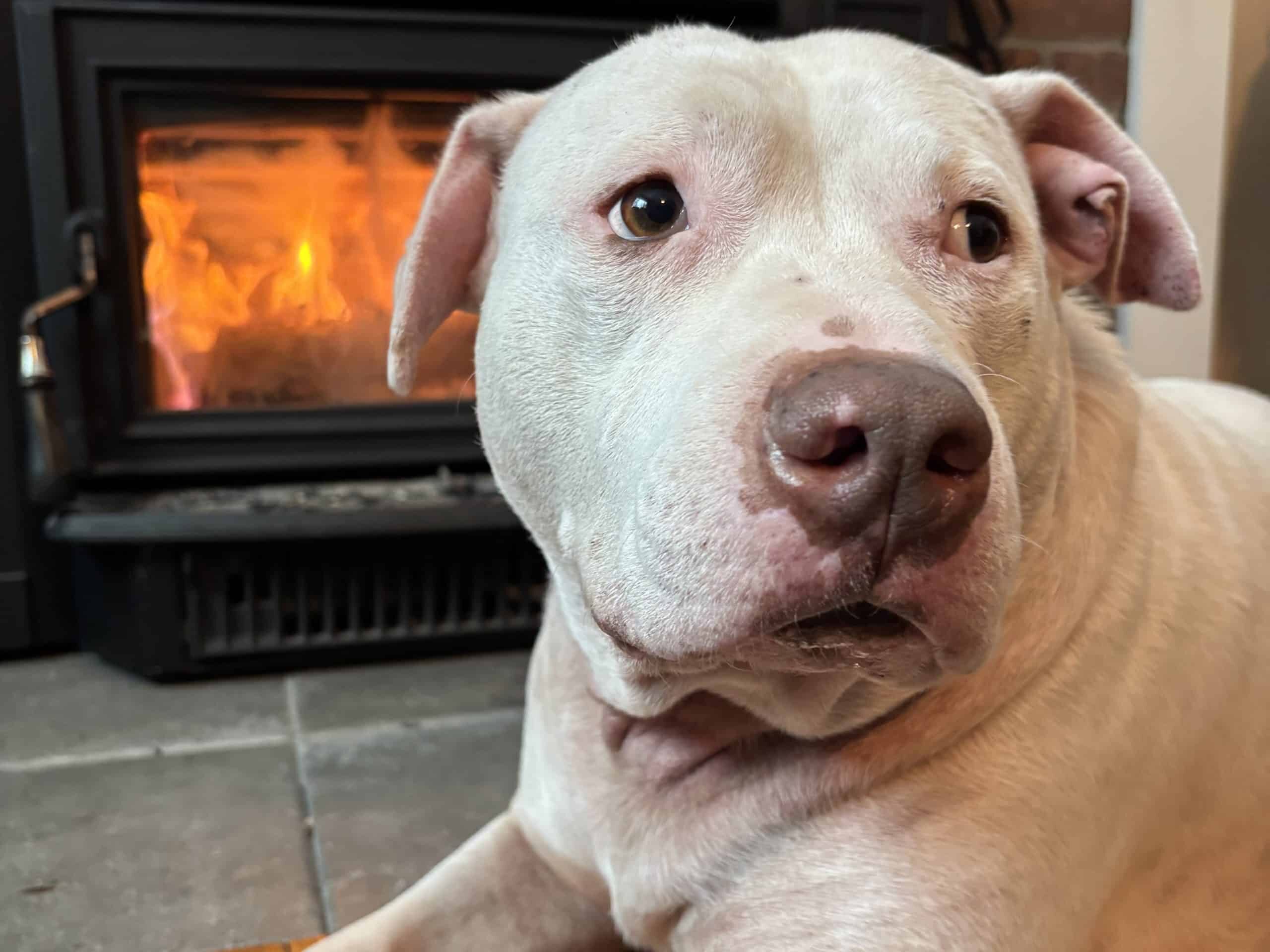 Dog of the Week: Linus