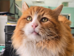 Cat of the Week: Chicken