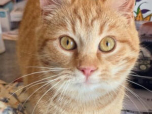 Cat of the Week: Ricky