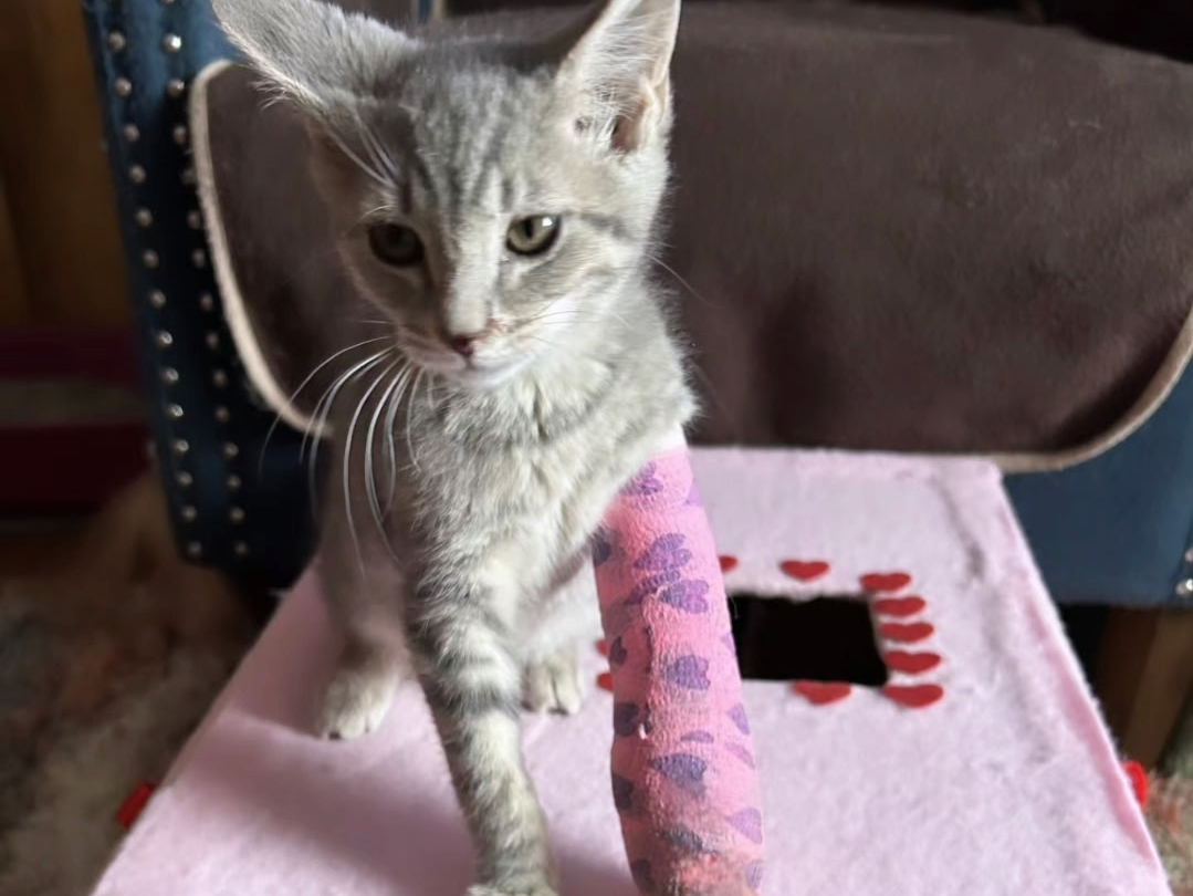 Adoptable cat of the week, Clark