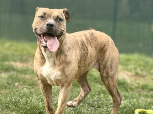 Dog of the Week: Smidge