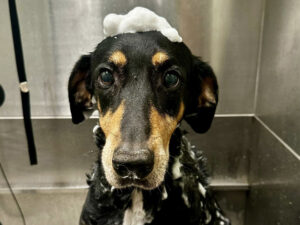 Dog of the Week: Elsa