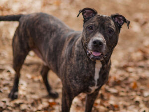 Dog of the Week: Cliff