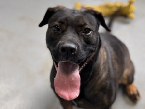 Dog of the Week: Greta