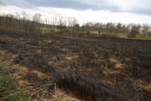 Radford brush fire burns two acres