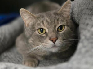 Cat of the Week: Officer McDonald