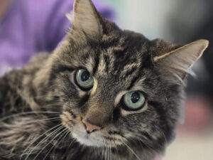 Cat of the Week: Fabio