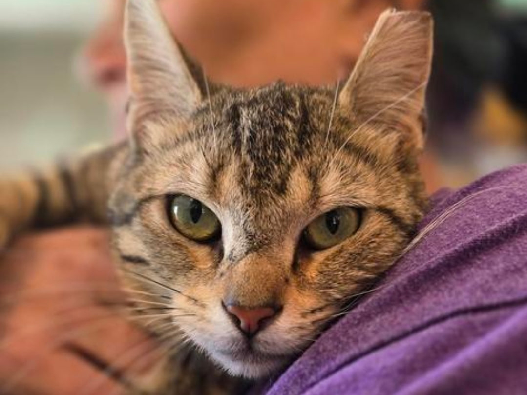 Cat of the Week: Farmer Ted