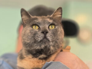 Cat of the Week: Sandy Cheeks