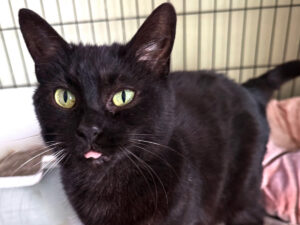 Cat of the Week: Peg Bundy