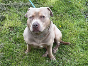 Dog of the Week: Moto