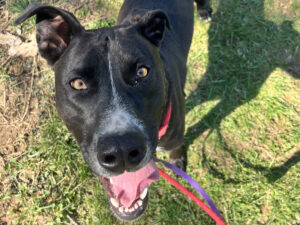 Dog of the Week: Blue