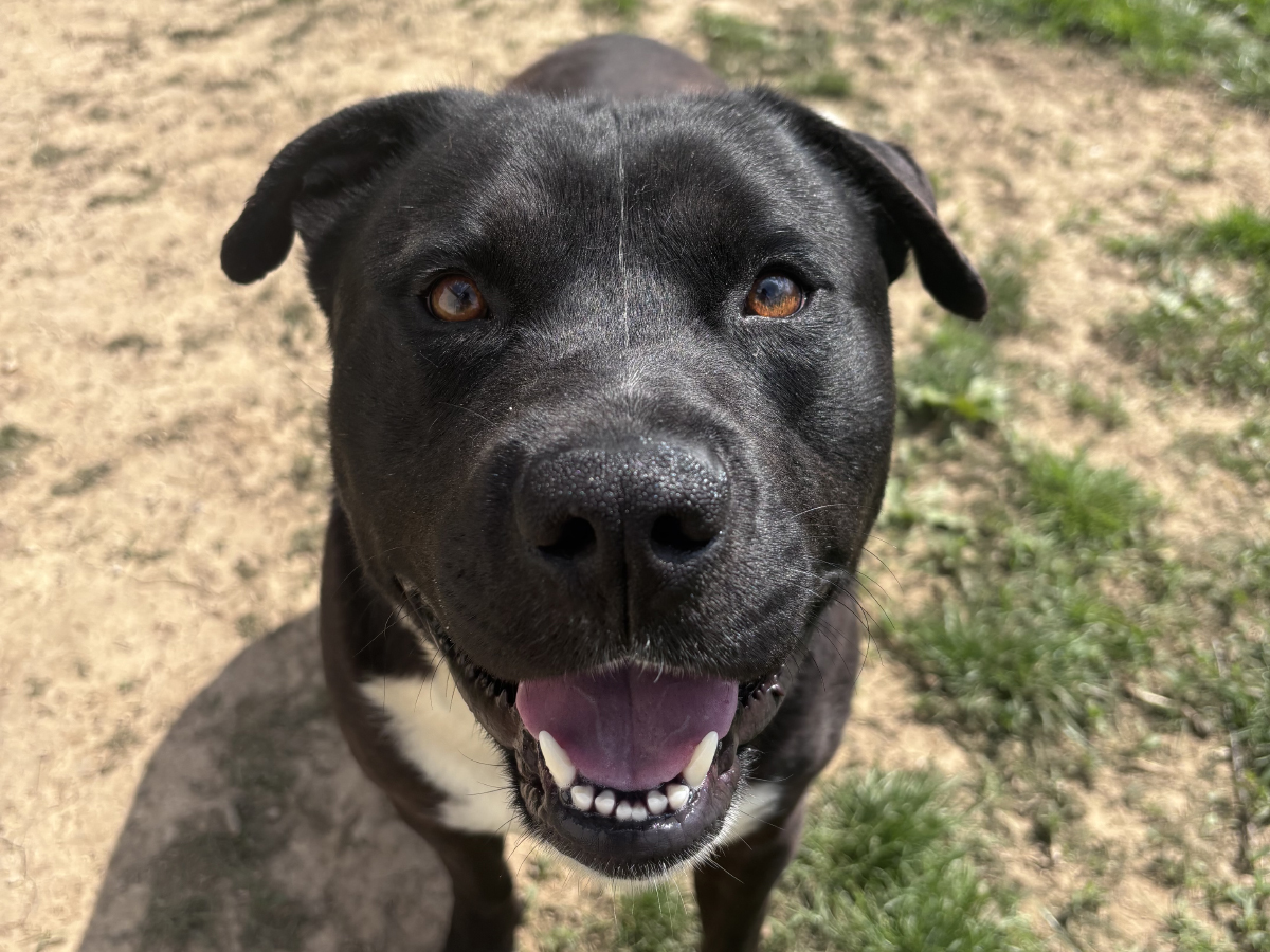 Dog of the Week: Zorro