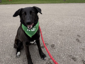 Dog of the week: Shadow