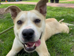 Dog of the Week: Moss