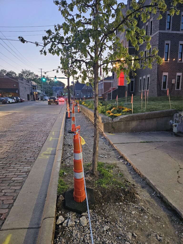 Shade Tree Commission Chair Tristan Kinnison said these five trees are being impacted by an underground utility line placement project Uptown. April 20, 2026. Photo by Larry Di Giovanni.