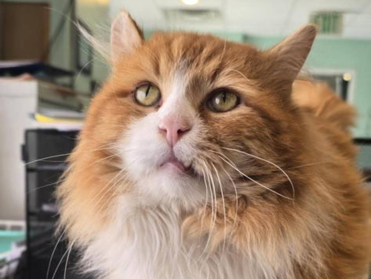 Cat of the Week: Chicken