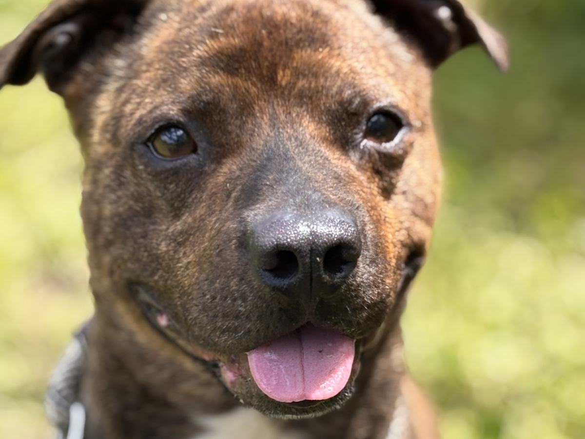 Dog of the Week: Dip