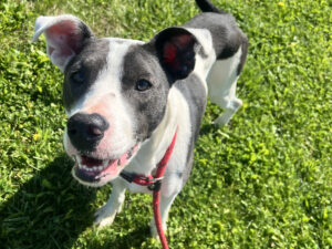 Dog of the Week: Birch