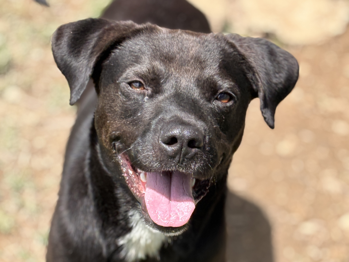 Dog of the Week: Phideux