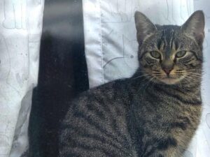 Cat of the Week: Fern