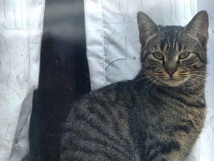 Cat of the Week: Fern