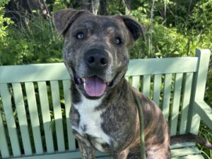 Dog of the Week: Salem