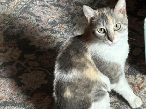 Cat of the Week: Evelyn