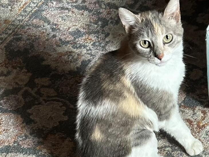 Cat of the Week: Evelyn