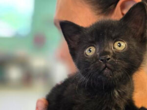 Cat of the Week: Coco
