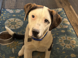 Dog of the Week: Faith