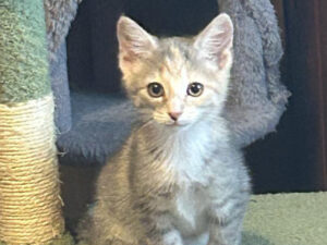 Cat of the Week: Etta