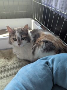 Cat of the Week: Purr Monster