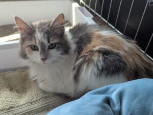 Cat of the Week: Purr Monster