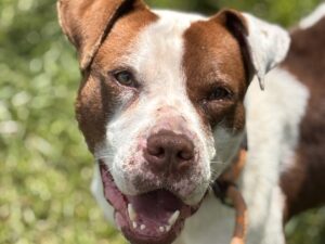 Dog of the Week: Brownie