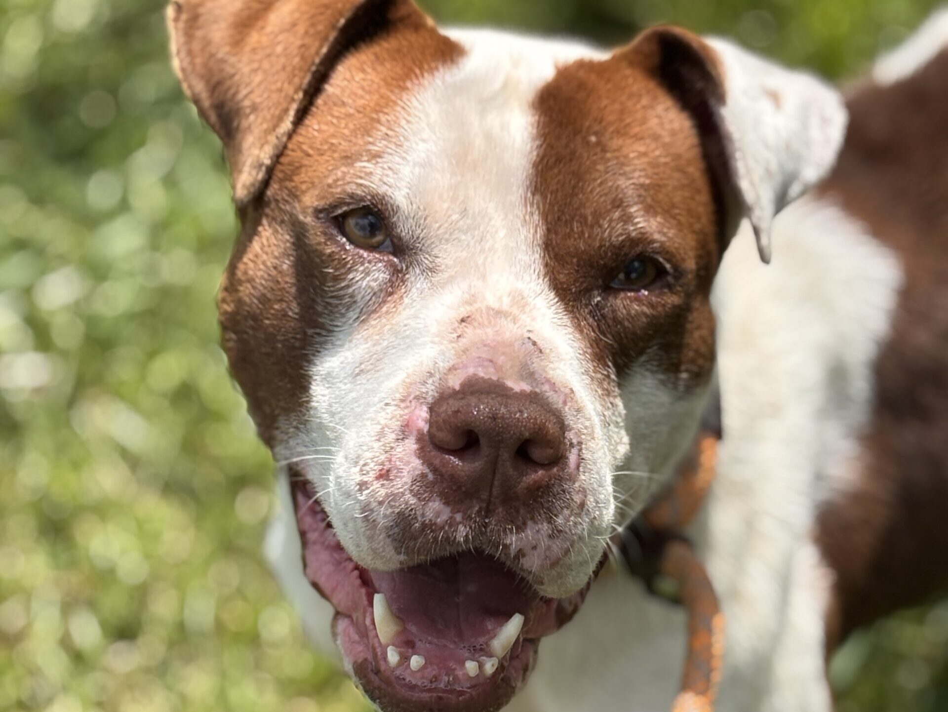 Dog of the Week: Brownie