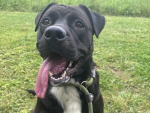 Dog of the Week: Breeze