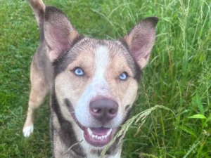 Dog of the Week: Bud