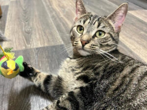 Cat of the Week: Fern
