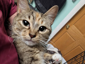 Cat of the Week: Gale