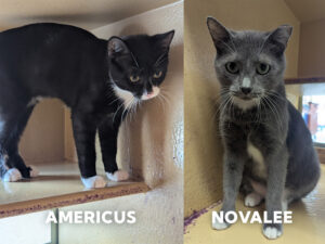 Cats of the Week: Novalee & Americus