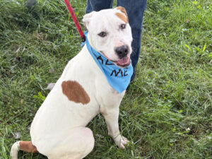 Dog of the Week: Martin