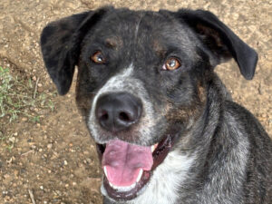 Dog of the Week: Lou