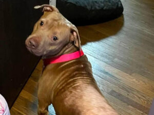 Dog of the Week: Mella
