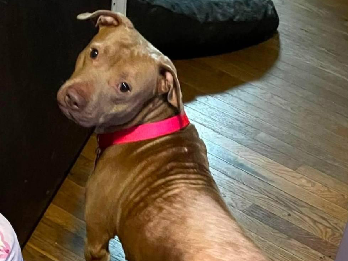 Dog of the Week: Mella