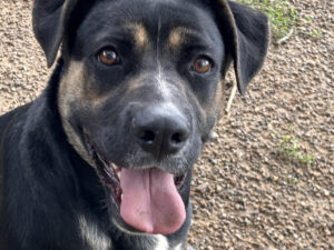 Dog of the Week: Rose