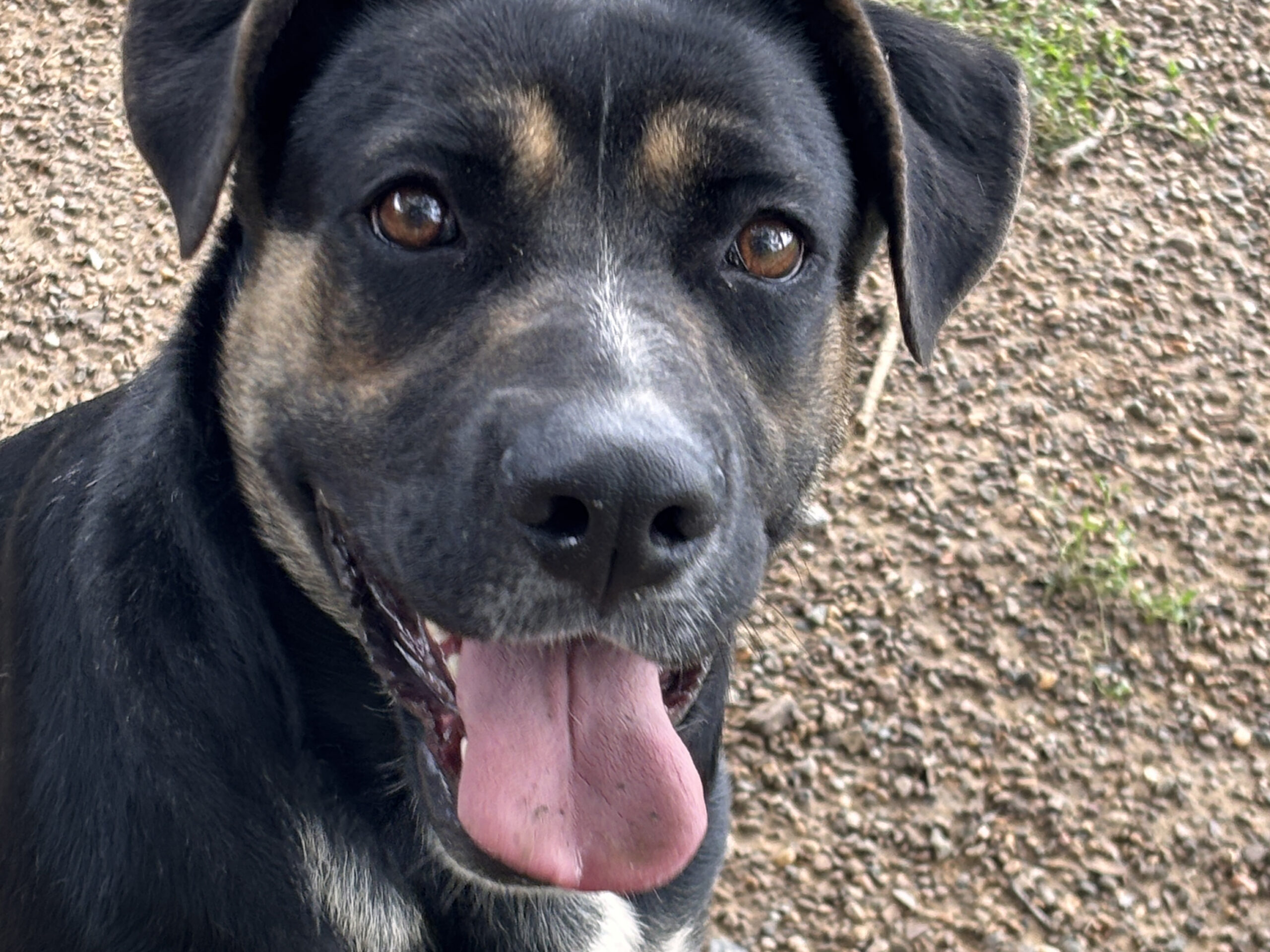 Dog of the Week: Rose